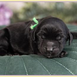 Bondi - Black female Cockapoo puppy in Connersville, Indiana from Deaz Doodle Ranch