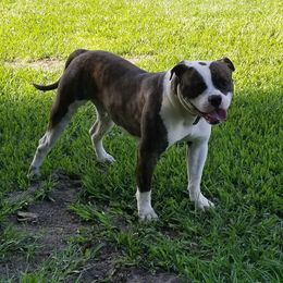 Trump - American Bulldog