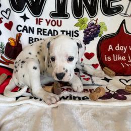 Merlot - White and black female Dalmatian puppy in Claremore, Oklahoma from Lotsofdots Dalmatians LLC