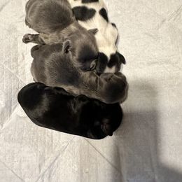 Shih Tzu Puppies from Small Breed Kennel