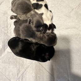 Shih Tzu Puppies from Small Breed Kennel