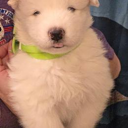 Lime boy - White and biscuit male Samoyed puppy in Elwell, Michigan from Limelight Samoyeds