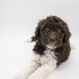 Assorted Doodle Crosses, Bernedoodle, Double Doodle, Goldendoodle, Labradoodle, and Whoodle Puppies from Our Little Farm Life Doodles