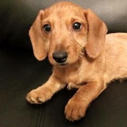 Dachshund Puppies from Lavendell Dachshunds