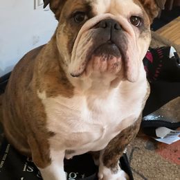 Bulldog puppies from Stout's Hunting Labs and trsbullies