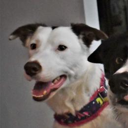 Olivia - Border Collie
