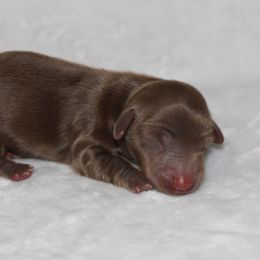 Elle - Chocolate and tan female Dachshund puppy in Paris, Texas from Kuttin’ Up Mini Aussies