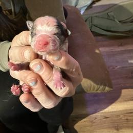 Girl 1 - Blue merle female Toy Australian Shepherd puppy in Lame Deer, Montana from Bar M Toy Aussies