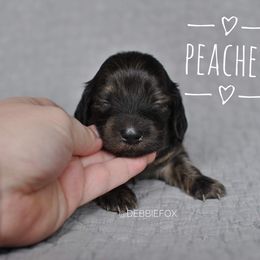 Girl 1 - Brindle Dachshund puppy in Homosassa, Florida from Foxies Doxies