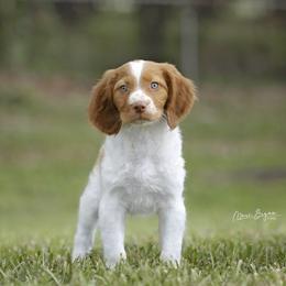 Boy 3 - Brittany puppy in Florida from Crowne Kennels