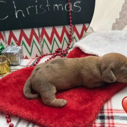 Red - Dapple female Dachshund puppy in Lamar, Colorado from Charlie’s Mini Dachshunds