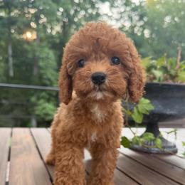 Vivi - Red female Cavapoo puppy in Midland, North Carolina from Rocky River Cavapoos