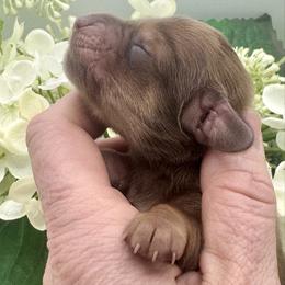 Brynn - Red female Dachshund puppy in Exeter, California from Sawtooth Miniature Dachshunds