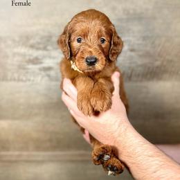 Isabelle - Red  female Goldendoodle puppy in Abilene, Texas from Mesquite Kennels