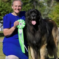 Georgi - Leonberger