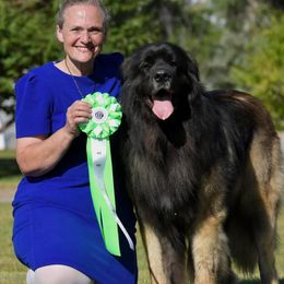 Georgi - Leonberger