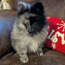 Marco - Blue merle male Pomeranian puppy in Danielsville, Georgia from PassionatePomPoms