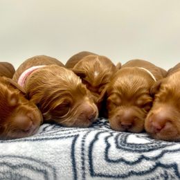 Australian Labradoodle Puppies from Lake Bay Labradoodles