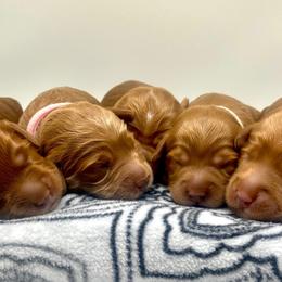 Australian Labradoodle Puppies from Lake Bay Labradoodles
