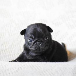 Monroe - Black female Pug puppy in Caldwell, Ohio from Folklore Kennel