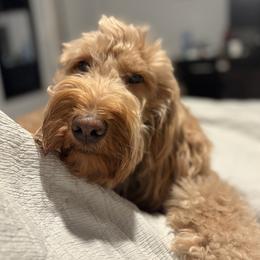 Tokyo - Goldendoodle