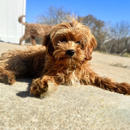 Motley - Cavapoo