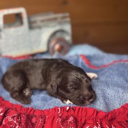 Buckwheat - Chocolate male Australian Labradoodle puppy in Dawson, Georgia from Still Pond Australian Labradoodles