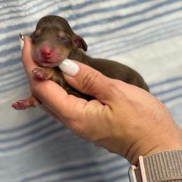 Dory - Chocolate and tan female Dachshund puppy in Oklahoma City, Oklahoma from Barrett’s Doxie Farm