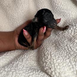 Marie Van - Phantom female Poodle puppy in Knightdale, North Carolina from House of Paws Heritage Nursery