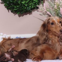 Bridgett - Dachshund