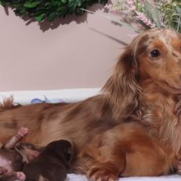 Bridgett - Dachshund