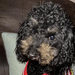 Poodles from ToyPoodle lover