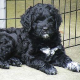 Portuguese Water Dog Puppies from Robin Burmeister