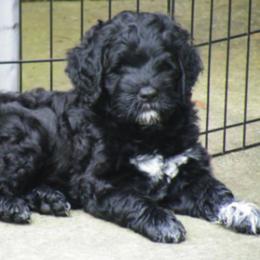 Portuguese Water Dog Puppies from Robin Burmeister