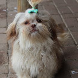 Raya - Shih Tzu