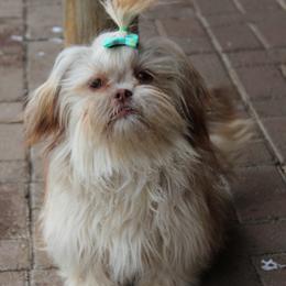 Raya - Shih Tzu