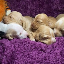 Dachshund Puppies from JnA Dachshunds