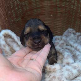 Maple - Cream female Dachshund puppy in Ecru, Mississippi from Toddy Kennels