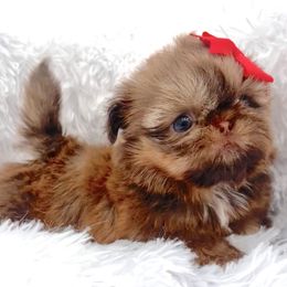 Shih Tzu puppies from Fancy Garden Shih Tzu