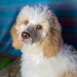 Poodles from Stephens Toy Poodles