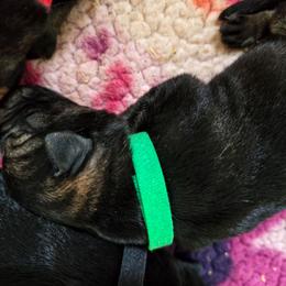 Ranger - Sable male German Shepherd puppy in Southern Maryland, Maryland from Reddington Shepherds