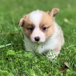 TC - Red male Pembroke Welsh Corgi puppy in Nashville, Arkansas from Whisenhunt Farms