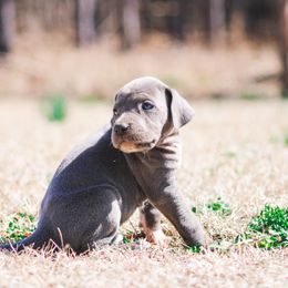 Great Dane Puppies from Tar River Great Danes