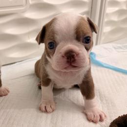 Cinnamon - Red female Boston Terrier puppy in Pahrump, Nevada from Lujan Ranch