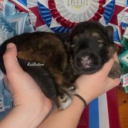 Charleigh - Sable female German Shepherd puppy in Morrilton, Arkansas from Rock Bottom Ranch