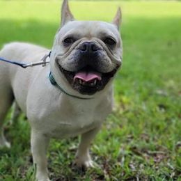 French Bulldogs from Christain's Kennels