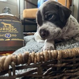 German Shorthaired Pointer Puppies from Bequest German Shorthaired Pointers