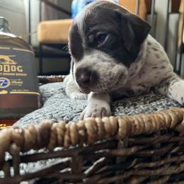 German Shorthaired Pointer Puppies from Bequest German Shorthaired Pointers
