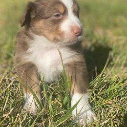 Male 1 Hershey - Red tri-color male Miniature American Shepherd puppy in Prunedale, California from 4MLA STABLES