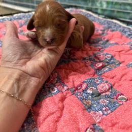 Cash - Red male Cavapoo puppy in Thorndale, Texas from Hattie’s Texas Cavapoos